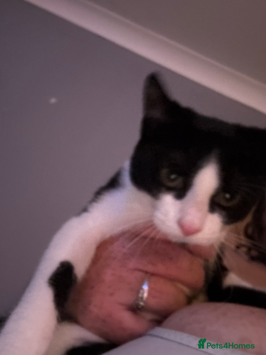 Domestic Shorthair cats for sale: Kitten for sale  - Image 4