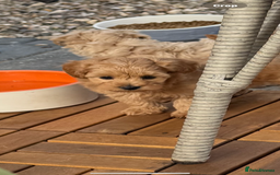 Maltipoo dogs for sale: Red/Apricot female maltipoo puppy  - Image 3