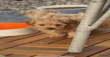 Maltipoo dogs - Advert 3