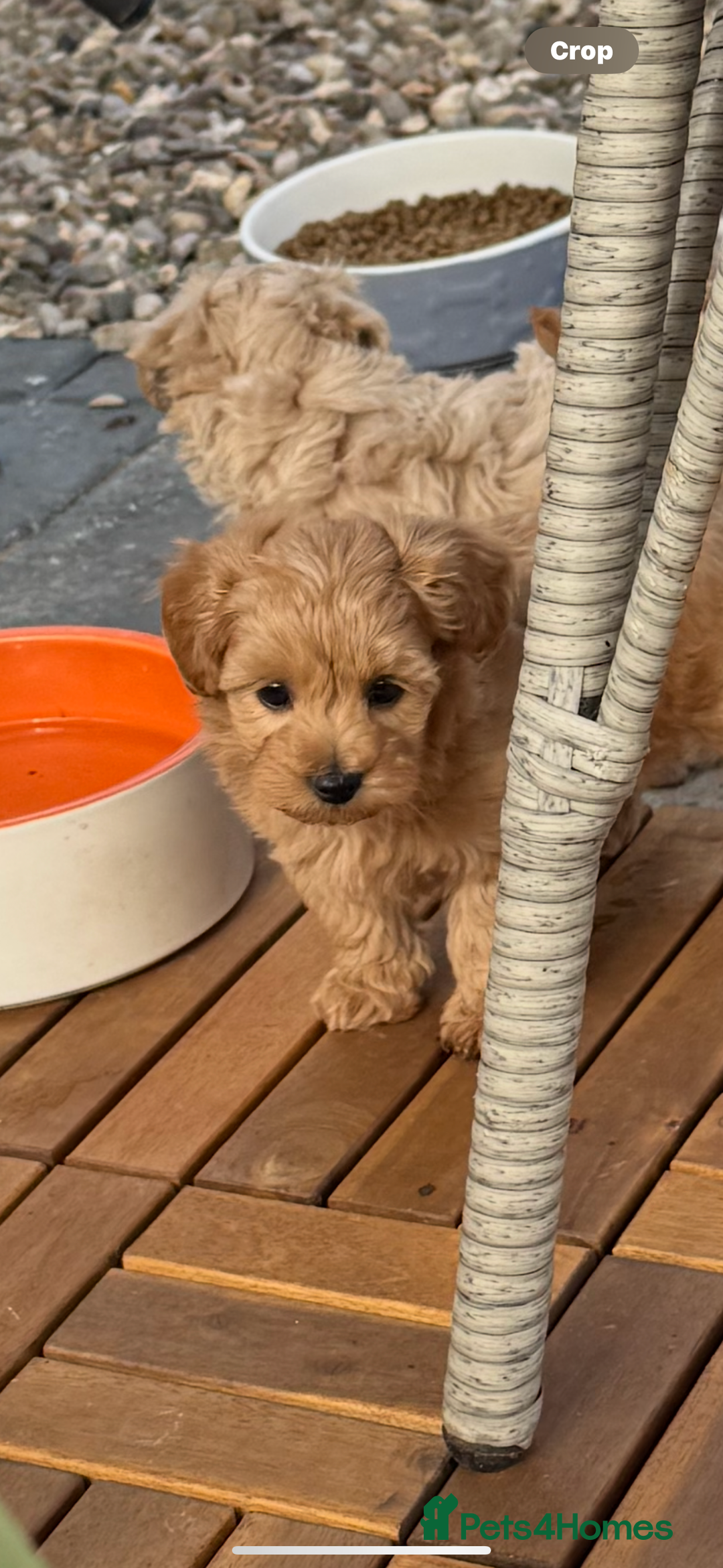 Maltipoo dogs for sale: Red/Apricot female maltipoo puppy  - Image 3