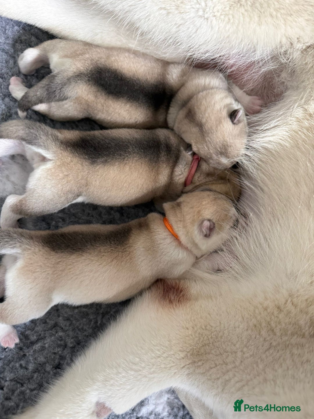 Siberian Husky dogs for sale: ✨ Exceptional Pedigree Siberian Husky Puppies ✨ - Advert 12