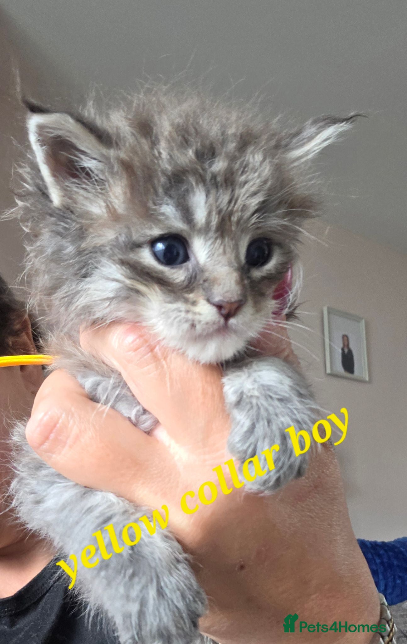 Maine Coon cats Stunning maincoon litter  - Advert 1