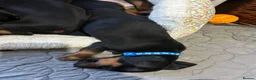 Dachshund dogs for sale: One little boy left out of litter of 7.  - Advert 5