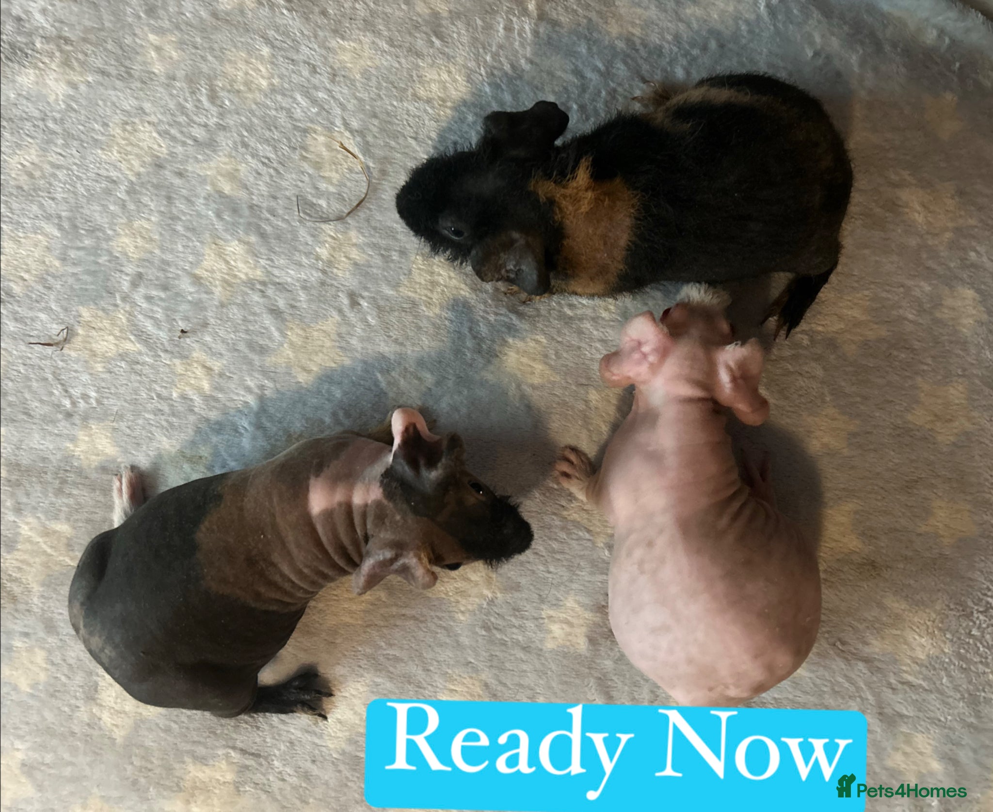 Guinea Pig rodents Skinny Pig Boars  - Advert 6