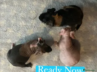 Guinea Pig rodents Skinny Pig Boars - Advert 6