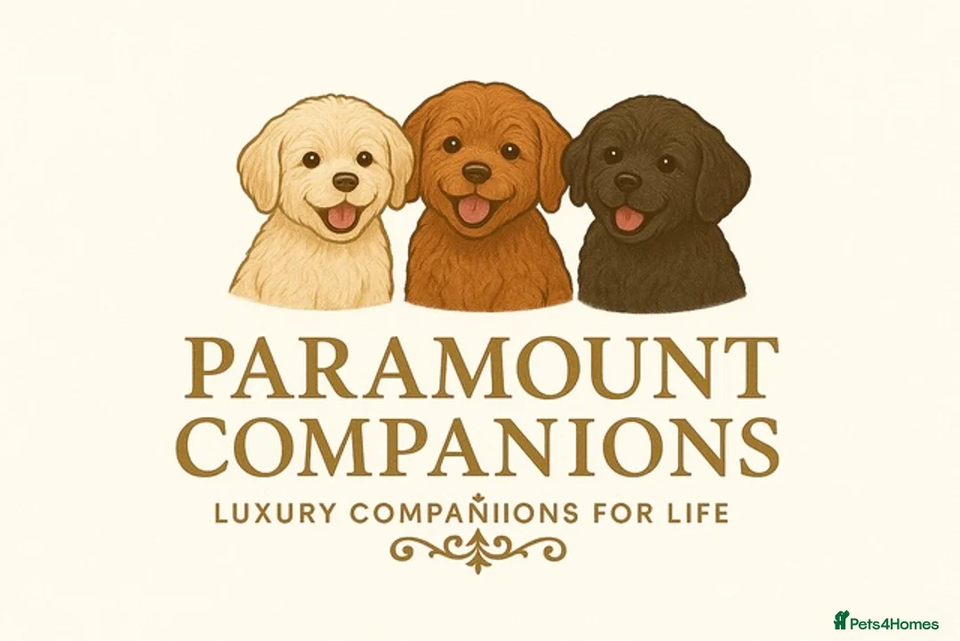 Maltipoo dogs for sale: Exceptional Genuine F1 Maltipoo puppies  - Advert 4