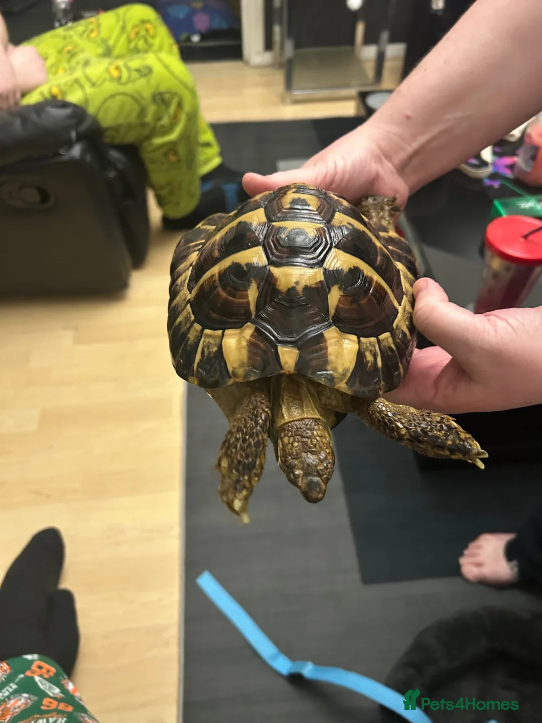 Hermann Tortoise reptiles for sale: 7 year old believe male hermanns tortoise - Advert 6