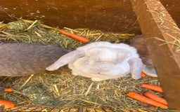 Mixed Breed rabbits for sale: Bonded family of rabbits - Image 2