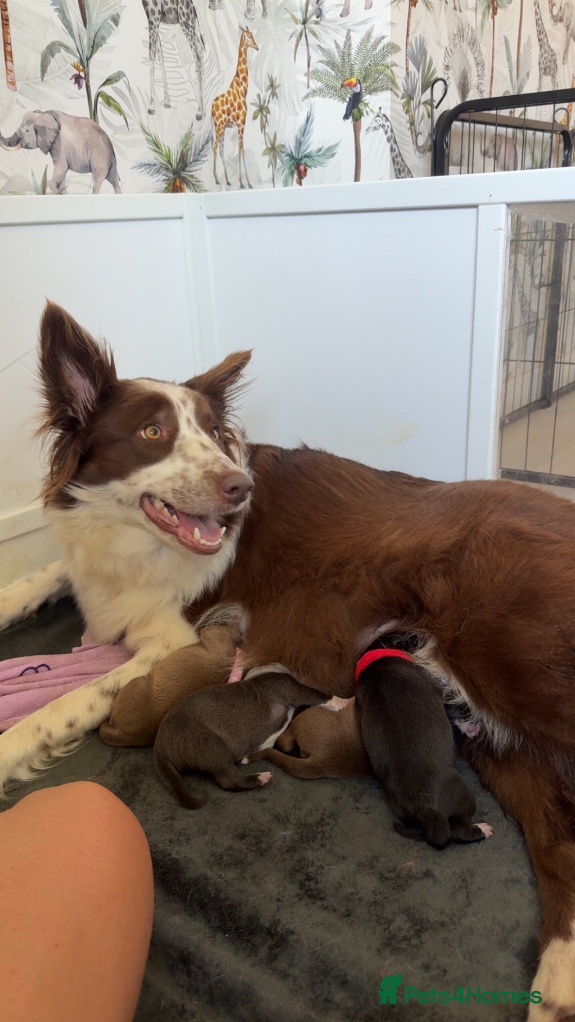 Mixed Breed dogs Border Collie x American Bully pups  - Advert 4
