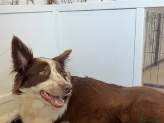 Mixed Breed dogs Border Collie x American Bully pups - Advert 8