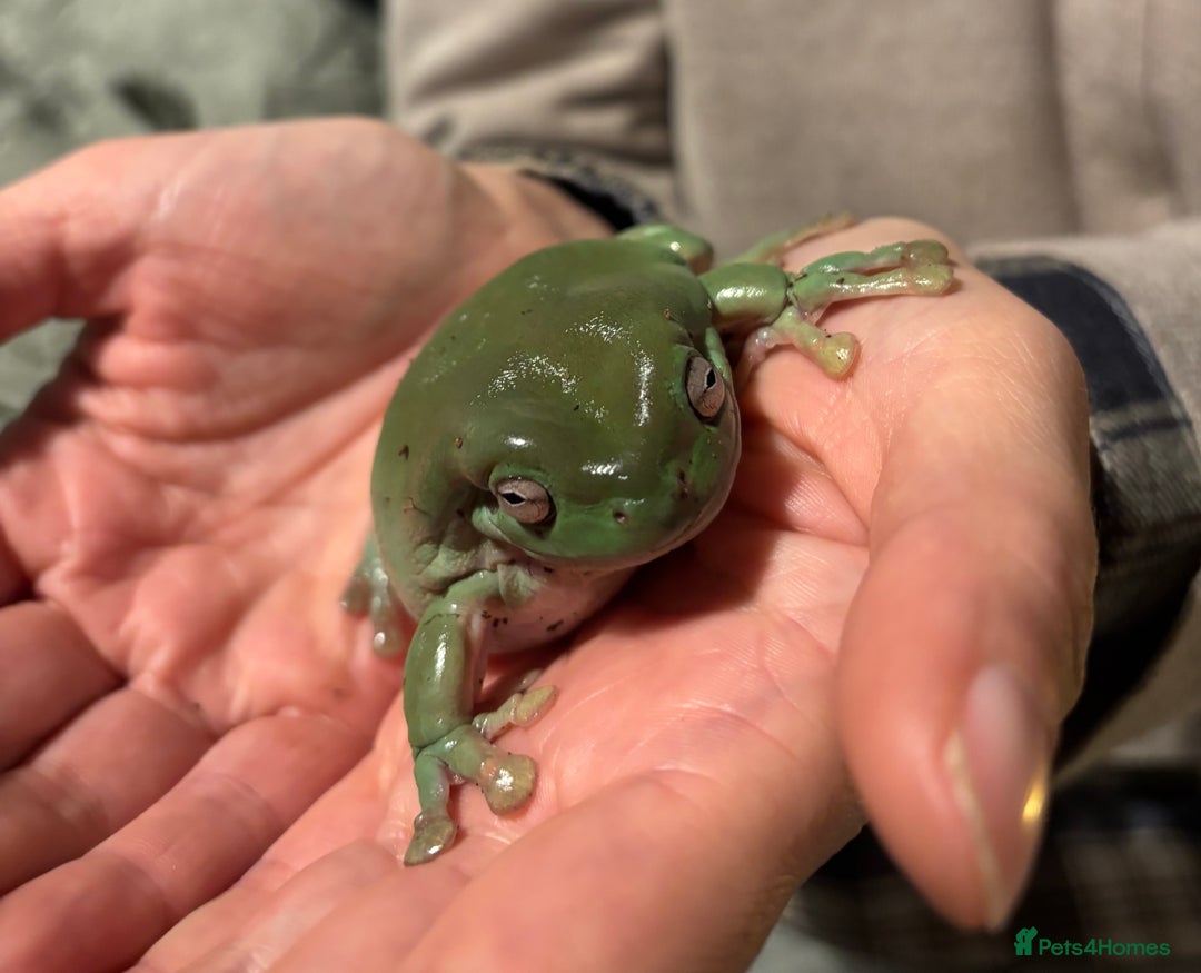 Frog reptiles for sale: White Tree Frog & Enclosure - Advert 1