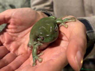 Frog reptiles White Tree Frog & Enclosure - Advert 2