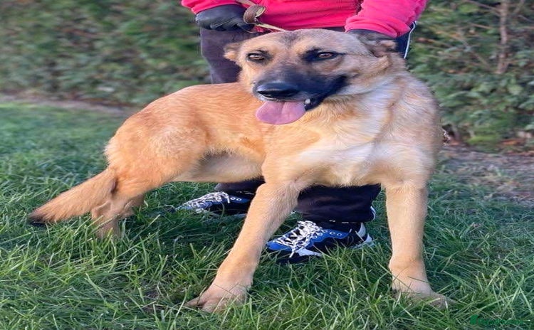 Mixed Breed dogs - Advert 1