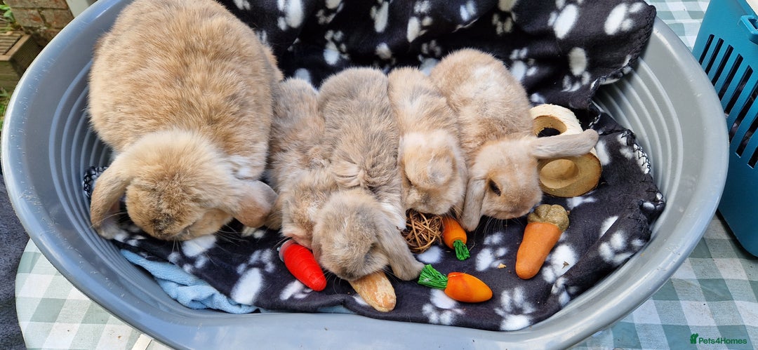 Mini Lop rabbits for sale: 4x Mini Lop Female Bunnies - Image 6