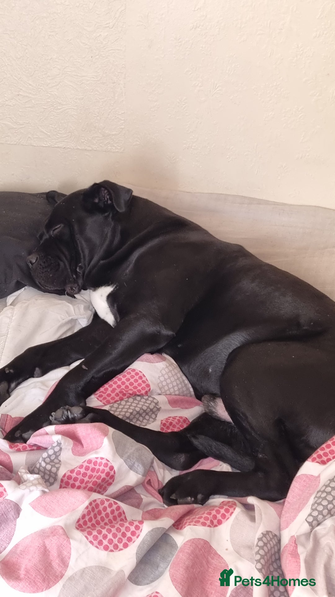 Cane Corso dogs for stud: BUSTER cane corso - Advert 3