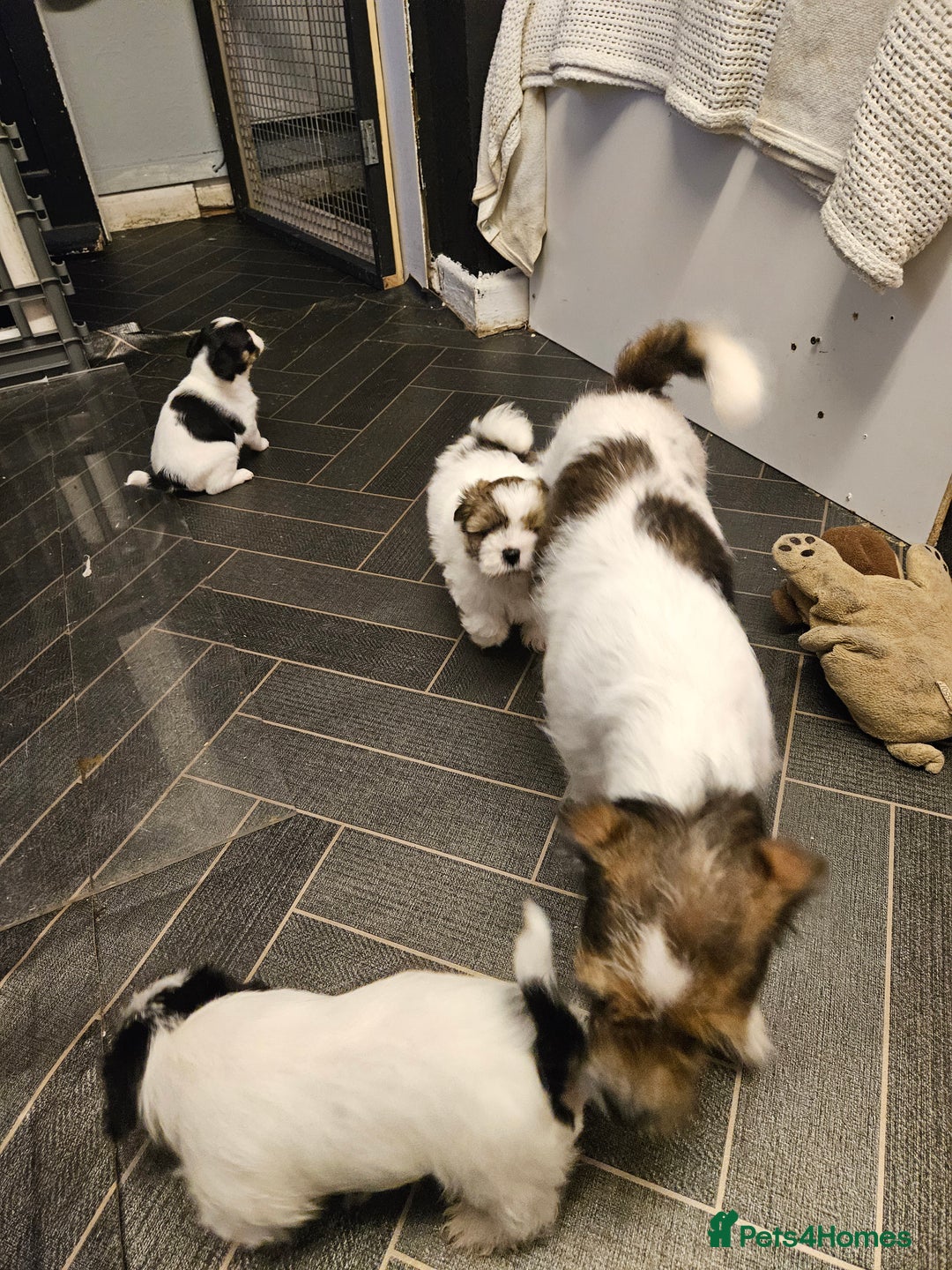 Mixed Breed dogs for sale: Jackallhapso - Advert 1