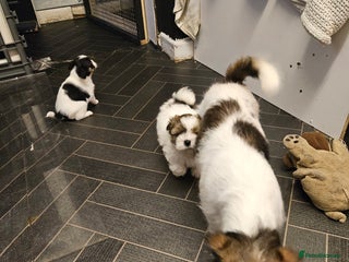 Mixed Breed dogs Jackallhapso - Advert 3