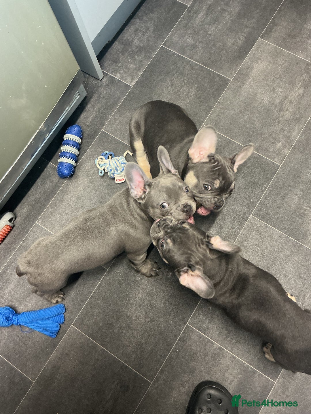 French Bulldog dogs for sale: Adorable Frenchie Puppies - Advert 2