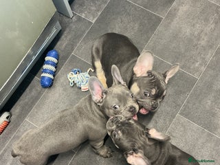 French Bulldog dogs Adorable Frenchie Puppies - Advert 4