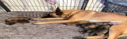 Belgian Shepherd Dog dogs for sale: Belgian Malinois Puppies Ready for Loving Homes in Darlington - Advert 7