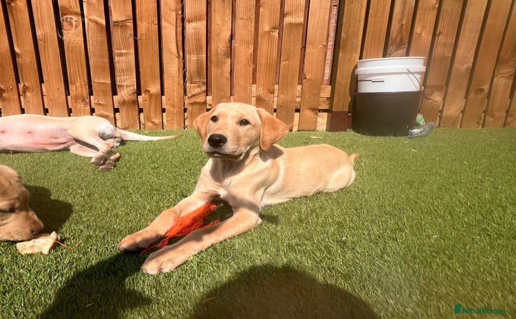 Labrador Retriever dogs in Bedale - Advert 13
