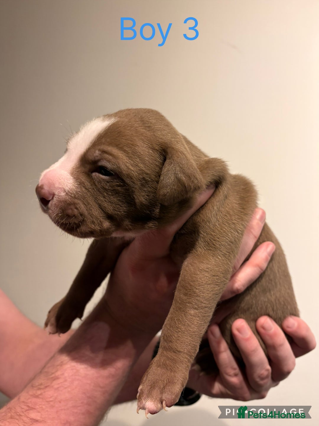 American Bully dogs for sale: Merle American Bully Puppy’s - Advert 9