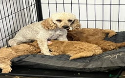 Miniature Poodle dogs for sale: gorgeous litter of Joy kc registered poodles - Image 6