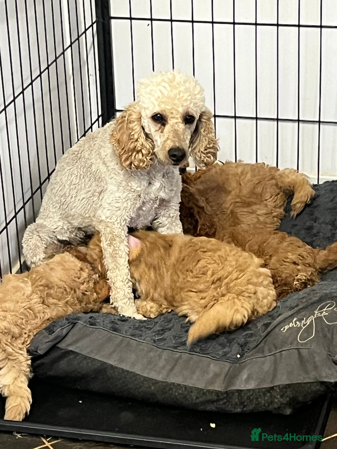 Miniature Poodle dogs for sale: gorgeous litter of Joy kc registered poodles - Image 6