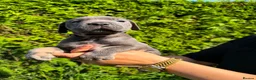 Cane Corso dogs for sale: Cane Corso puppies - Advert 12