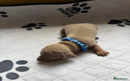 Dachshund dogs for sale: Litter of miniature dachshunds born 12/9/25 - Image 6