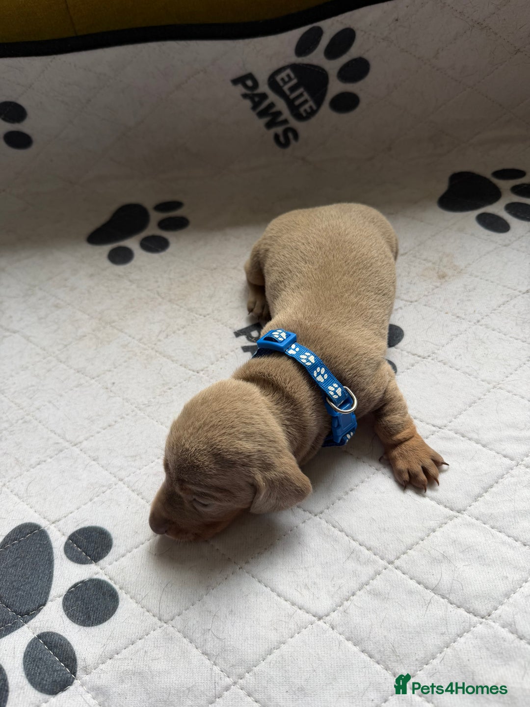 Dachshund dogs for sale: Litter of miniature dachshunds born 12/9/25 - Image 6