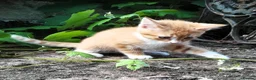 Mixed Breed cats for sale: AMAZING, BEAUTIFUL, CLEVER, HEALTHY KITTENS - Advert 3