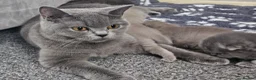 British Shorthair cats for sale: British short hair kittens  - Advert 4