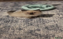 Ragdoll cats for sale: Pure Ragdoll kittens READY TO LEAVE NOW  in Worcester - Image 39