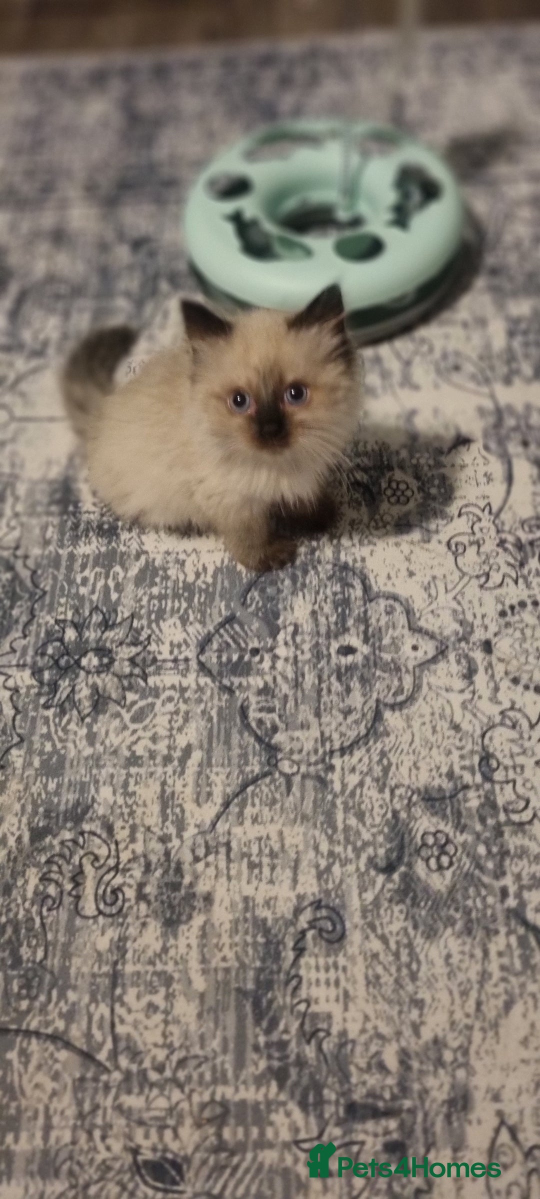 Ragdoll cats for sale: Pure Ragdoll kittens READY TO LEAVE NOW  in Worcester - Image 39