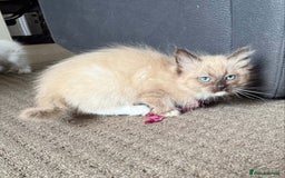 Ragdoll cats for sale: Ragdoll kittens cats - Image 4