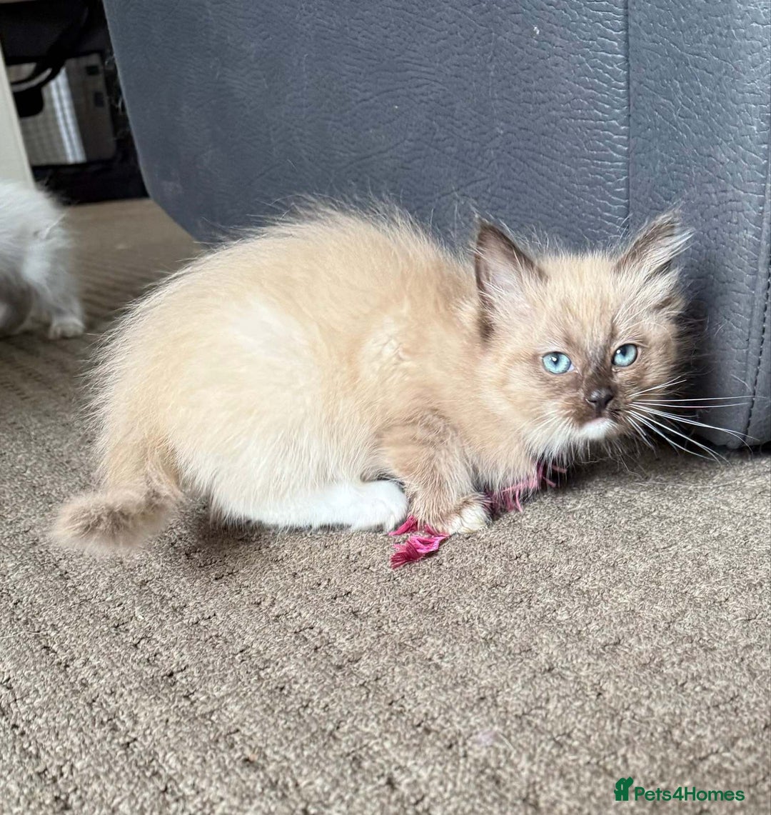 Ragdoll cats for sale: Ragdoll kittens cats - Image 4