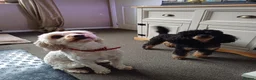 Cavapoo dogs for sale: Beautiful F1B Toy Cavapoo Puppies in Bolton - Advert 13