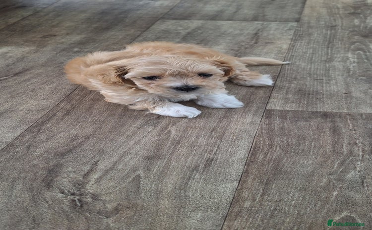 Maltipoo dogs - Advert 1