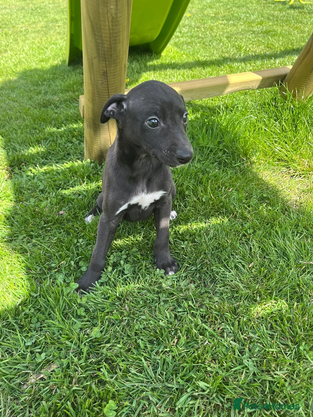 Whippet dogs for sale: Top quality whippets ready this weekend  - Advert 14