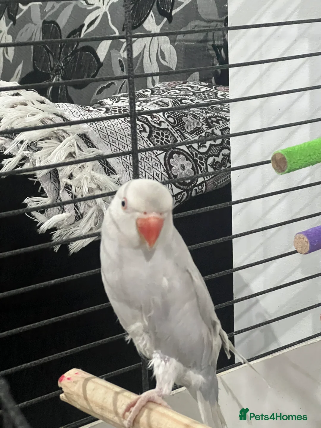 Parrots birds for sale: Grey Indian ringneck Parrot - Advert 4