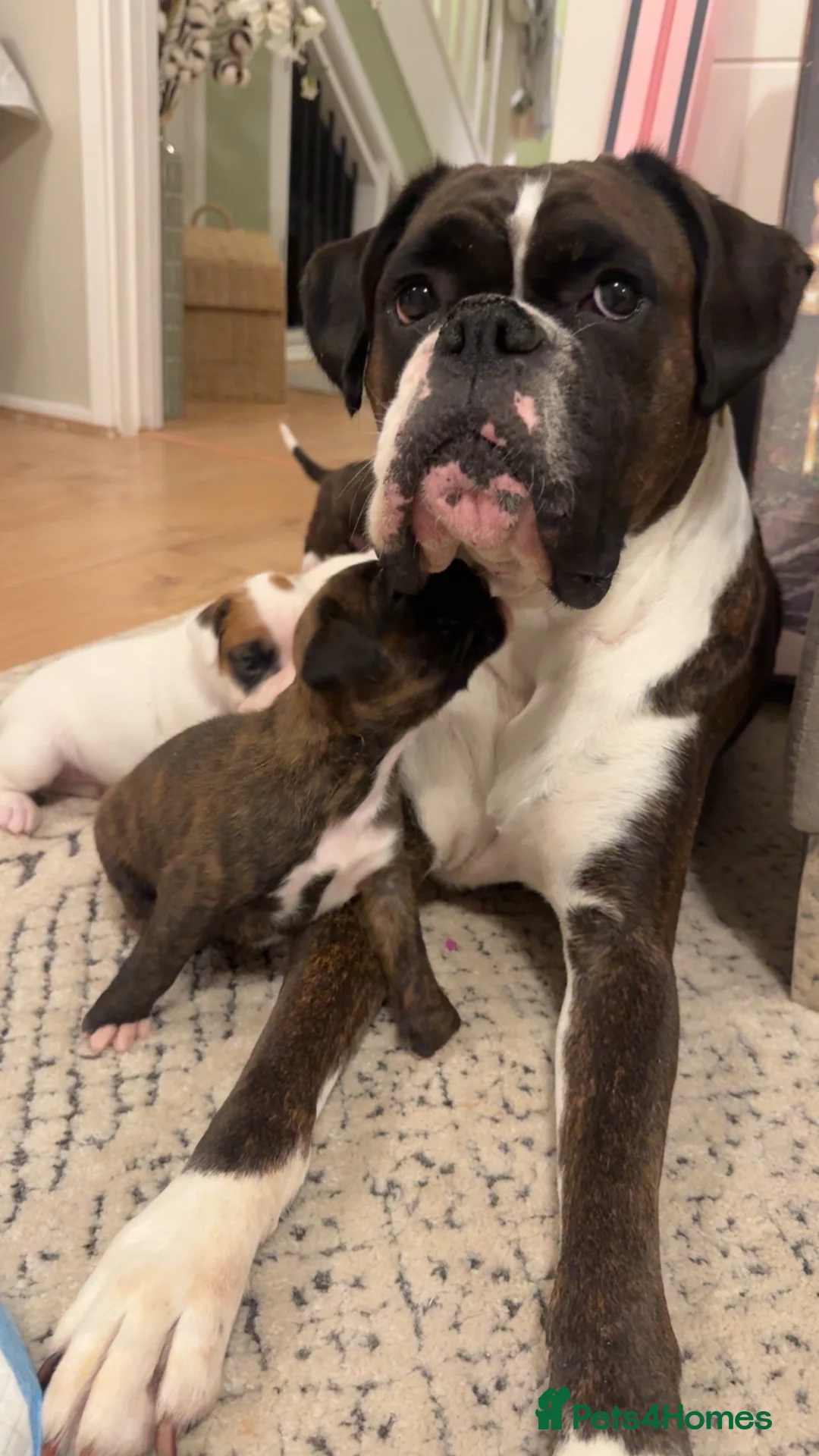 Boxer dogs for sale: Beautiful bobtails/long tails ready April 25th. - Advert 2