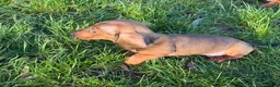 Dachshund dogs for sale: Champion Bred KC Smooth Dachshund Male Pup - Advert 6