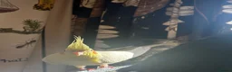 Cockatiels birds for sale: two cockatiels looking for rehoming in Crewe - Advert 7