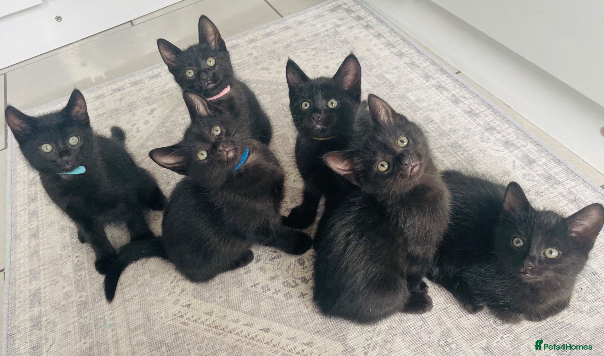 Mixed Breed cats 🐾 6 LOVELY, FRIENDLY KITTENS – 5 BOYS & 1 GIRL 🐾 - Advert 12