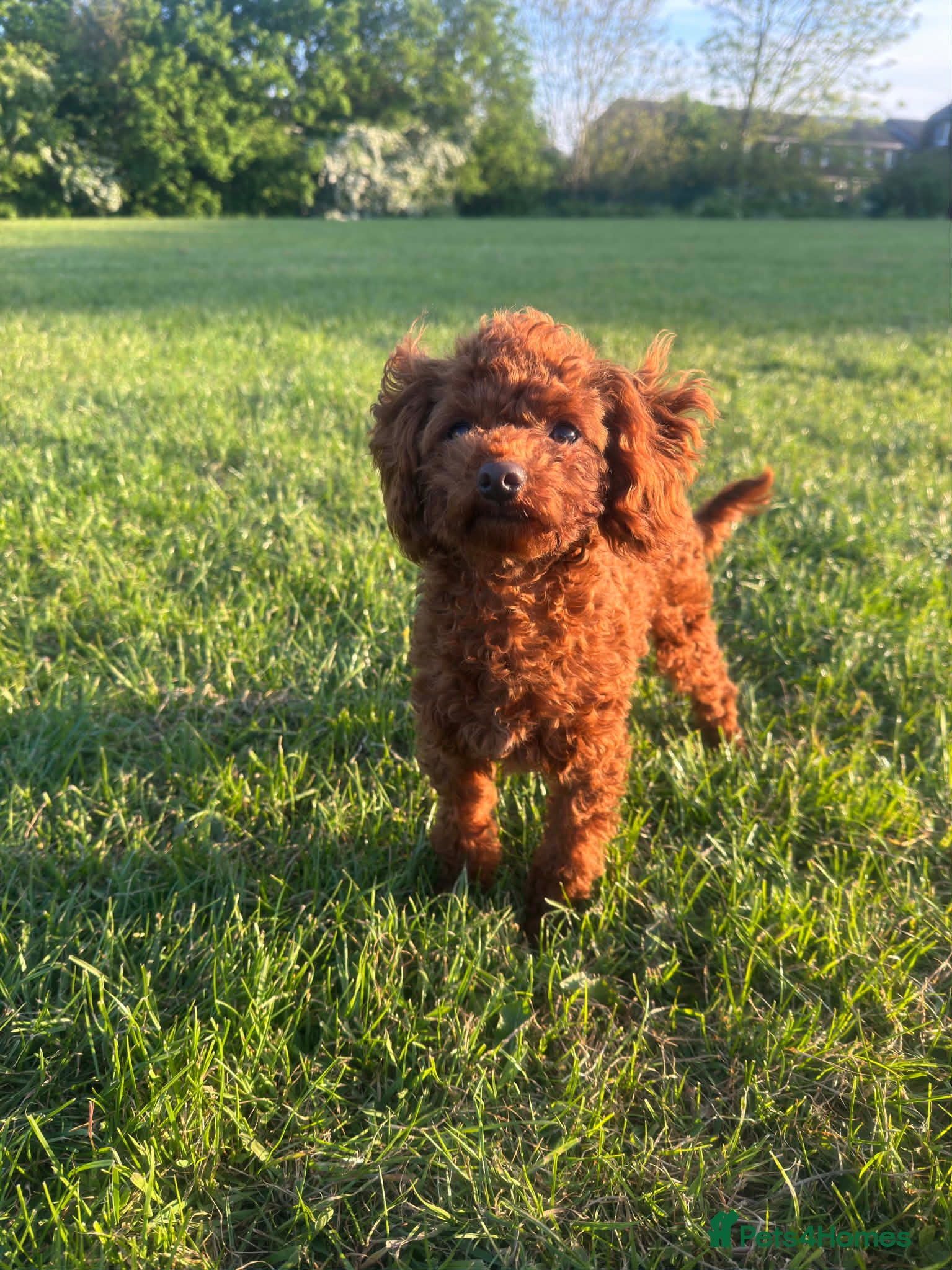 Toy Poodle dogs Beautiful Asian Toy Poodle - Advert 14