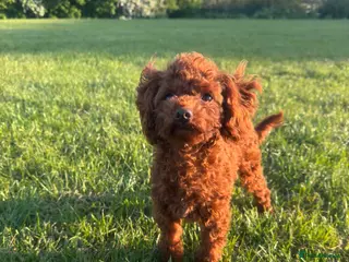 Toy Poodle dogs Beautiful Asian Toy Poodle - Advert 14