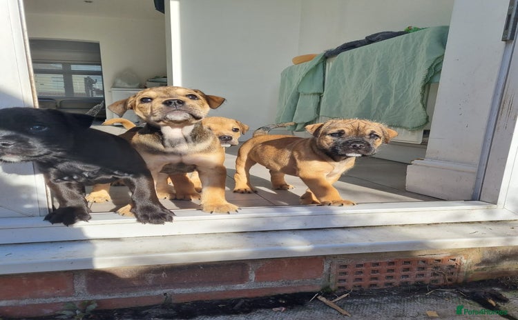 Mixed Breed dogs - Advert 14