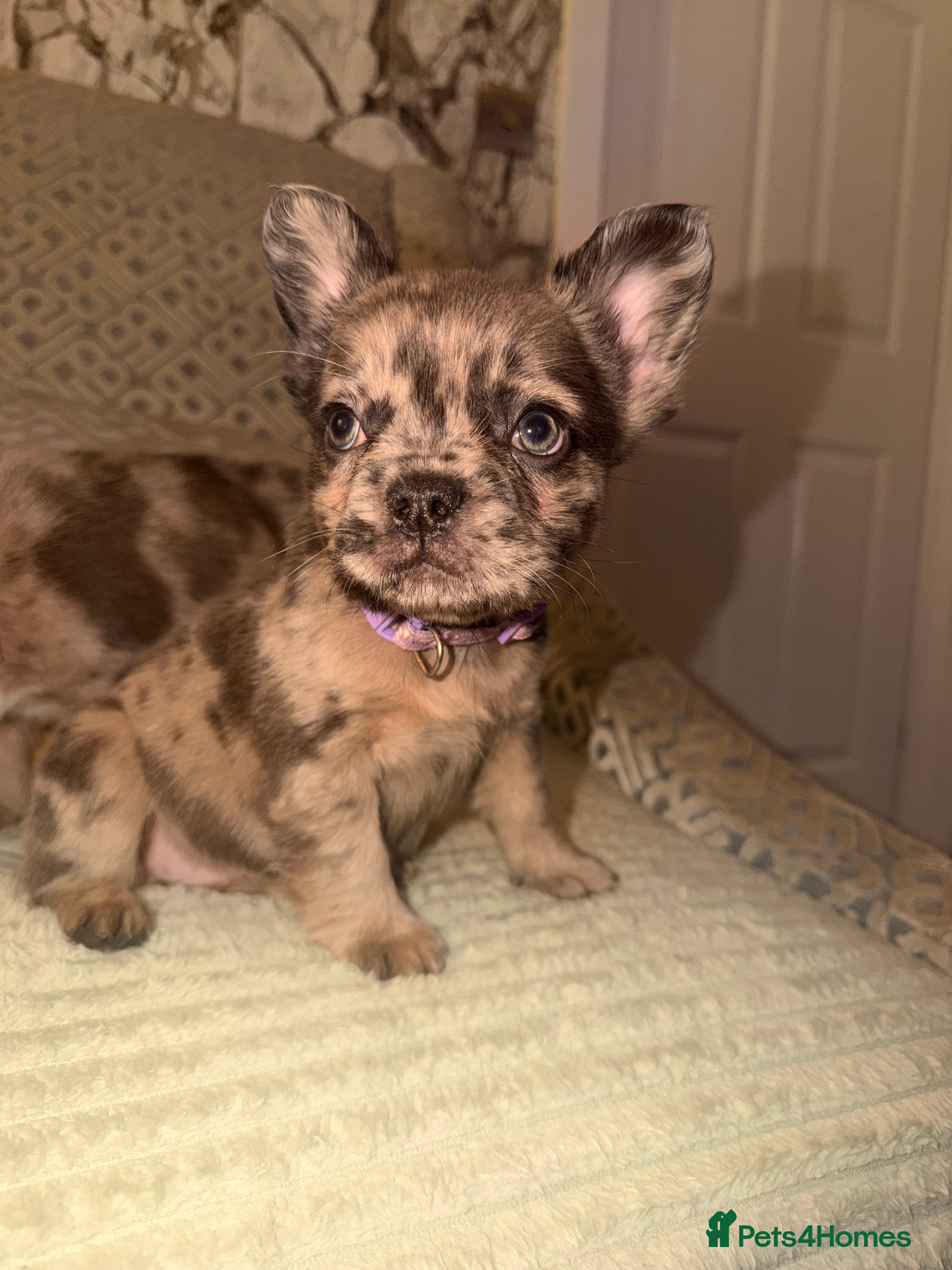 French Bulldog dogs 4 perfect fluffy visual French bulldogs left 🧸🧸 - Advert 2