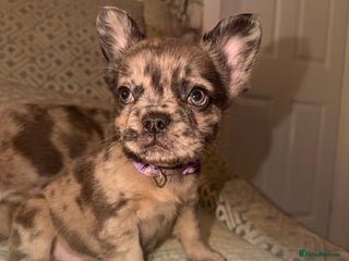 French Bulldog dogs 4 perfect fluffy visual French bulldogs left 🧸🧸 - Advert 2